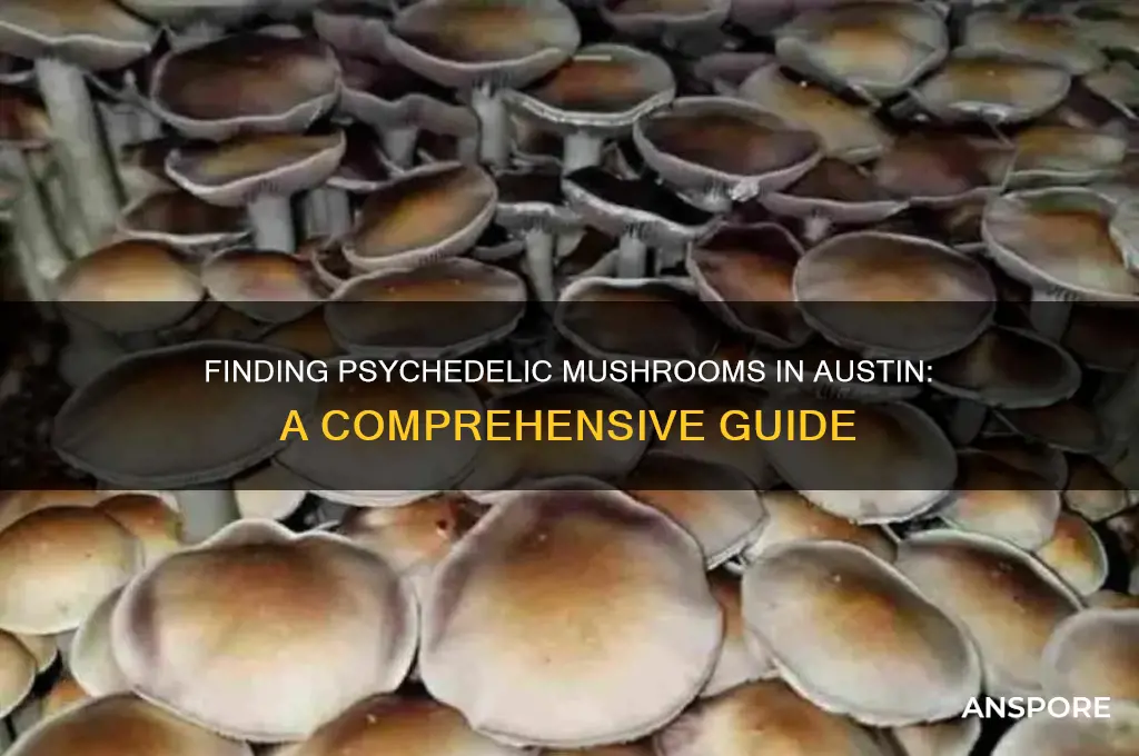how to find psychedelic mushrooms austin