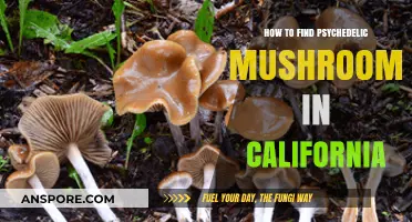 Exploring California's Forests: A Guide to Locating Psychedelic Mushrooms
