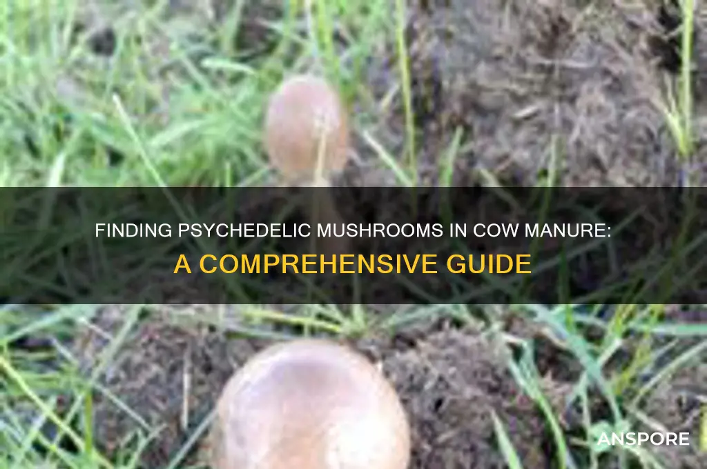 how to find psychedelic mushrooms in cow poop
