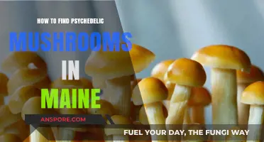 Exploring Maine's Forests: A Guide to Locating Psychedelic Mushrooms Safely