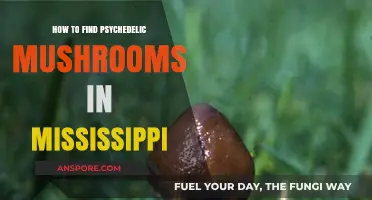 Exploring Mississippi's Forests: A Guide to Locating Psychedelic Mushrooms