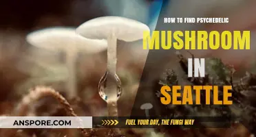 Exploring Seattle's Forests: A Guide to Locating Psychedelic Mushrooms