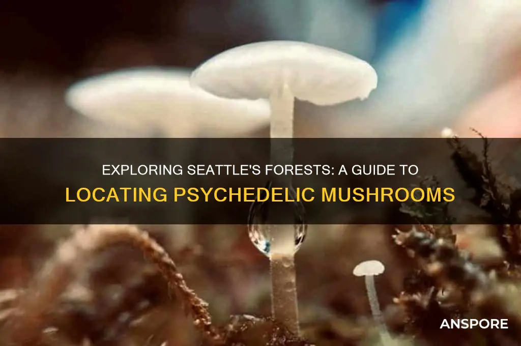 how to find psychedelic mushrooms in seattle