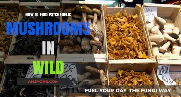 Foraging Psychedelic Mushrooms: A Beginner's Guide to Wild Identification
