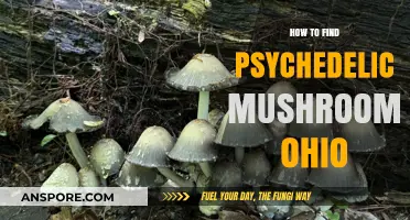 Exploring Ohio's Forests: A Guide to Finding Psychedelic Mushrooms Safely