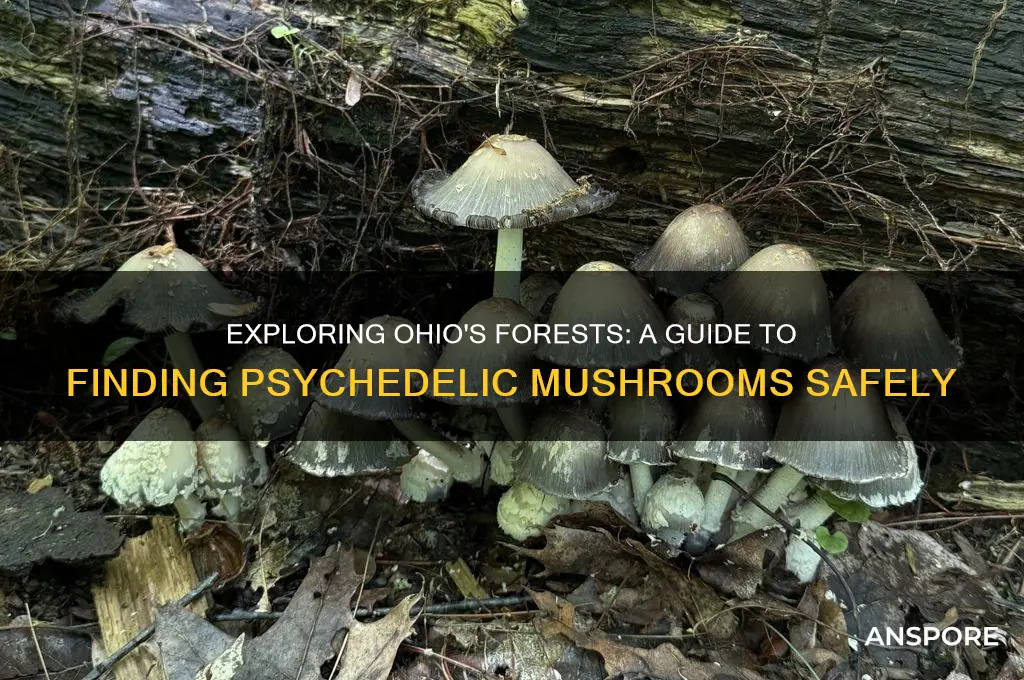 how to find psychedelic mushrooms ohio