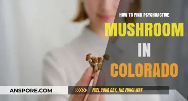 Exploring Colorado's Wild Psychoactive Mushrooms: A Foraging Guide