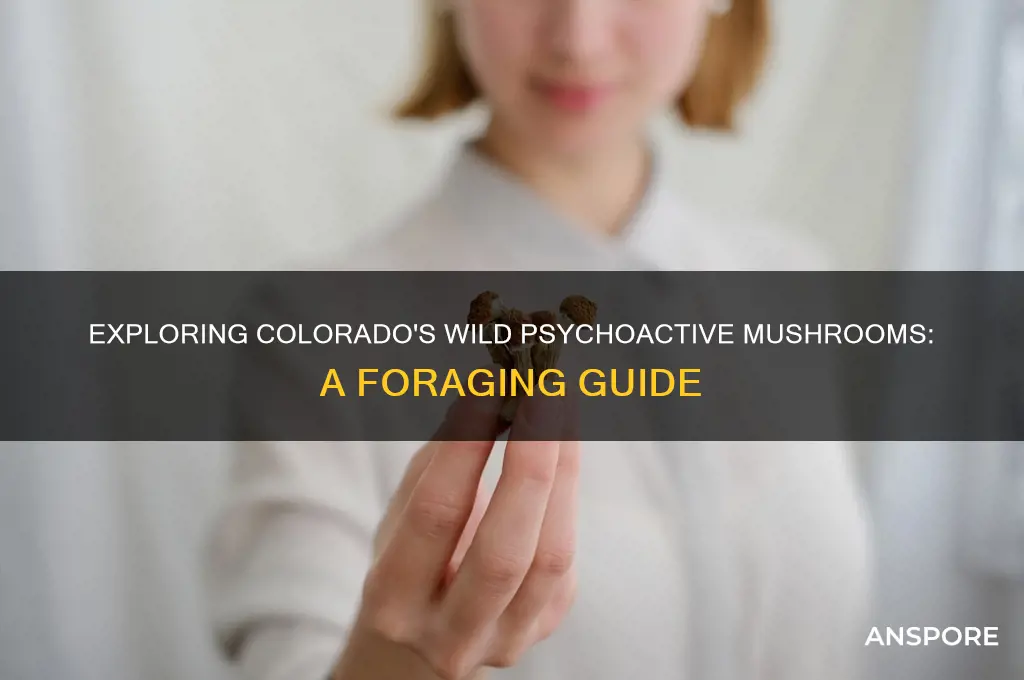 how to find psychoactive mushrooms in colorado