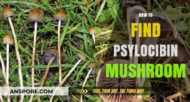 Foraging for Psilocybin Mushrooms: A Beginner's Guide to Identification and Safety