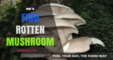 Identifying Rotten Mushrooms: A Guide to Spotting Spoiled Fungi Safely