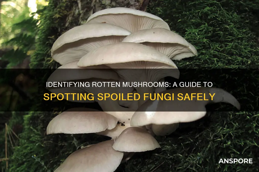 how to find rotten mushroom