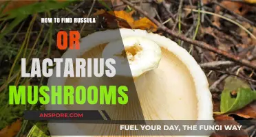 Foraging Guide: Spotting Russula and Lactarius Mushrooms in the Wild