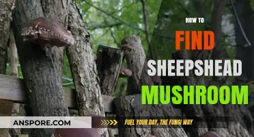 Discovering Sheepshead Mushrooms: Expert Tips for Successful Foraging Adventures