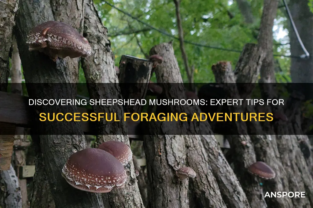 how to find sheepshead mushrooms