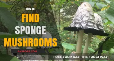Discovering Sponge Mushrooms: A Beginner's Guide to Finding and Identifying