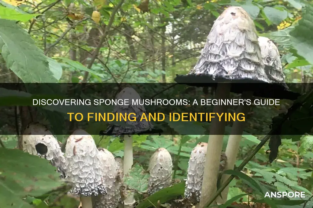 how to find sponge mushrooms