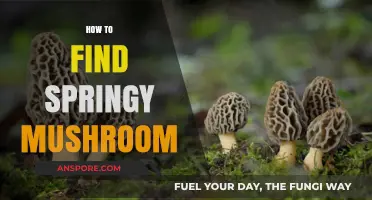Discovering Springy Mushrooms: A Guide to Finding and Identifying Them