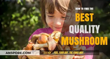 Discovering Top-Quality Mushrooms: A Guide to Perfect Selection