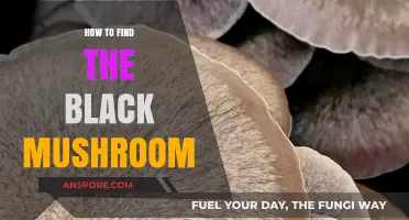 Discovering the Elusive Black Mushroom: A Comprehensive Guide to Finding It