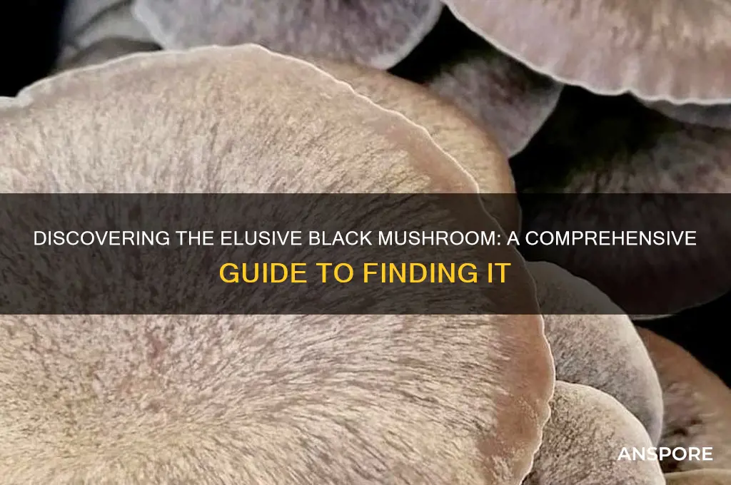 how to find the black mushroom