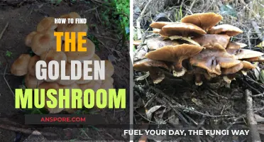 Discovering the Golden Mushroom: A Comprehensive Guide to Finding It