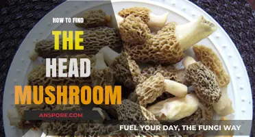 Discovering the Head Mushroom: A Comprehensive Guide to Finding It