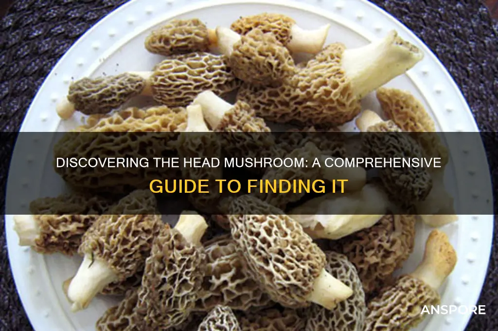 how to find the head mushroom
