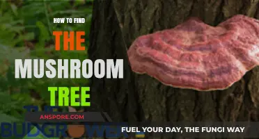 Discovering the Mushroom Tree: A Guide to Locating Nature's Hidden Gem