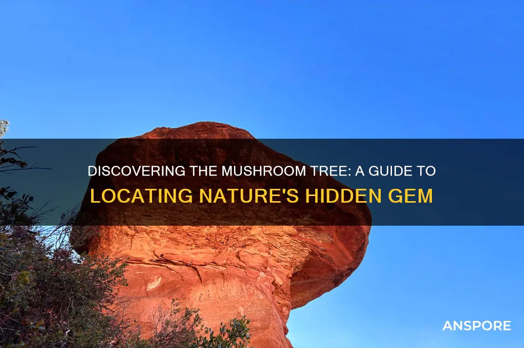 how to find the mushroom tree
