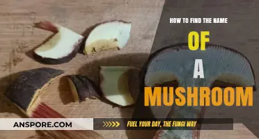 Identifying Mushrooms: A Beginner's Guide to Naming Fungi Accurately