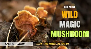 Discovering Wild Magic Mushrooms: A Beginner's Guide to Foraging Safely