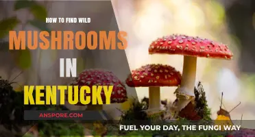 Discovering Kentucky's Wild Mushrooms: A Forager's Guide to Hidden Treasures