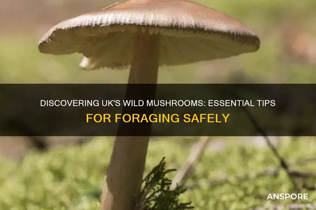 how to find wild mushrooms in uk