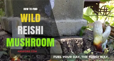 Discovering Wild Reishi Mushrooms: A Beginner's Guide to Foraging Success