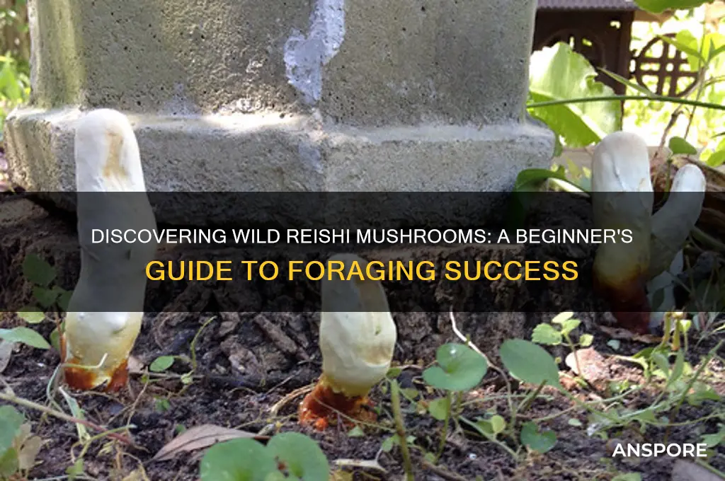 how to find wild reishi mushroom