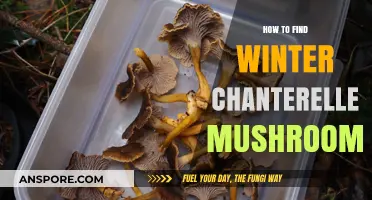 Discovering Winter Chanterelles: Expert Tips for Finding These Elusive Mushrooms