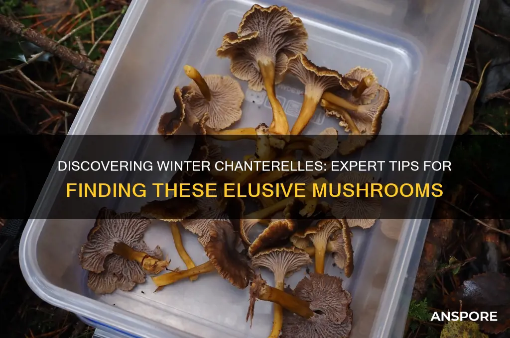 how to find winter chanterelle mushrooms