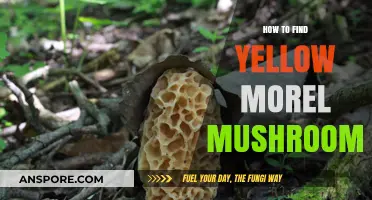 Discovering Yellow Morel Mushrooms: Expert Tips for a Successful Foraging Adventure