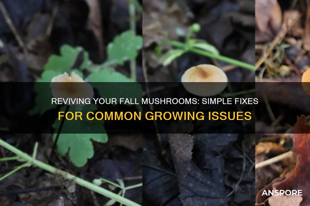 how to fix a fall mushroom