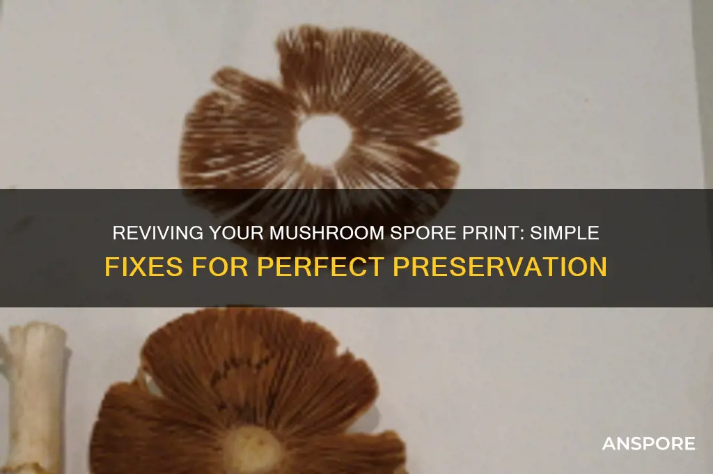 how to fix a mushroom spore print
