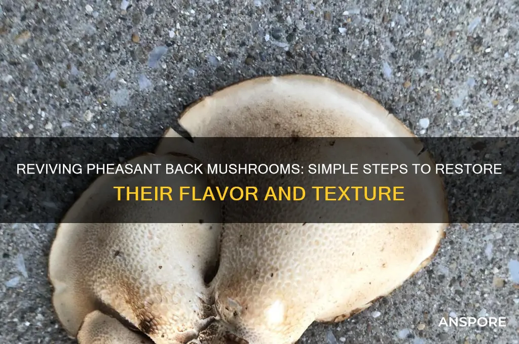 how to fix pheasant back mushrooms