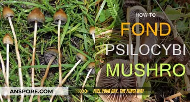 Finding Magic Mushrooms: A Guide to Psilocybin Hunting