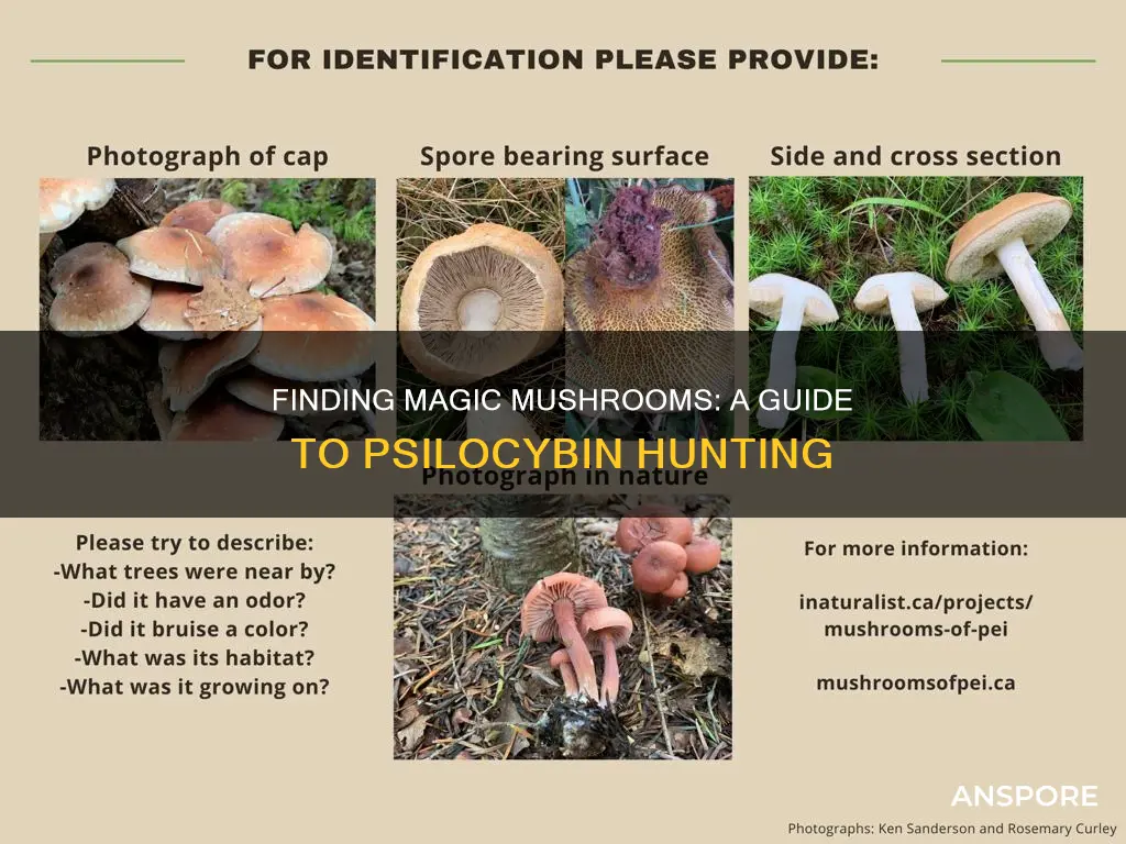 how to fond psilocybin mushrooms