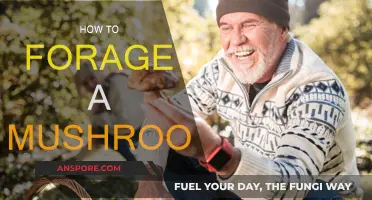 Foraging Mushrooms: A Beginner's Guide to Safe Mushroom Hunting