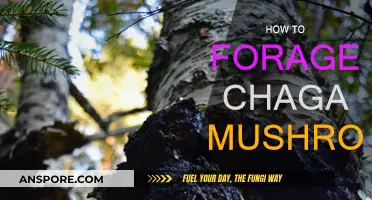 Foraging Chaga Mushrooms: A Beginner's Guide to Success