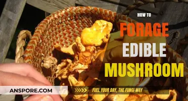 Foraging Edible Mushrooms: A Beginner's Guide to Safe Wild Harvesting