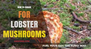 Foraging Lobster Mushrooms: A Beginner's Guide to Finding This Delicacy