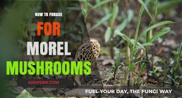 Foraging Morel Mushrooms: Essential Tips for Finding and Identifying Safely