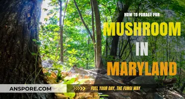 Maryland Mushroom Foraging: A Beginner's Guide to Safe Wild Harvesting
