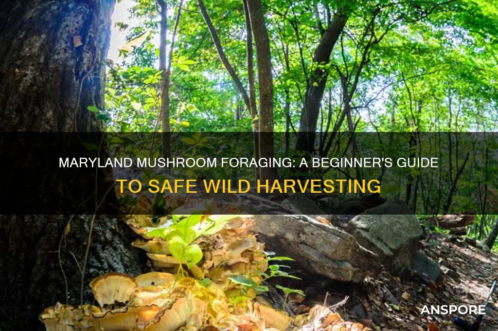 how to forage for mushrooms in maryland